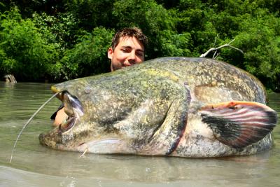 Monster catfish from Camargue