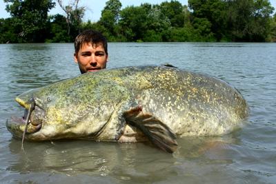 big catfish from Camargue